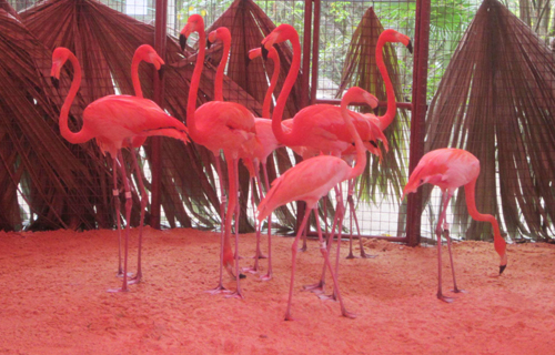 flamingo-arrival-01