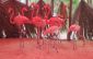 flamingo-arrival-01